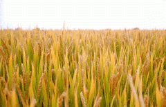 稻谷飘香迎有年|ag尊龙凯时中国官网生产基地奏响丰收乐章